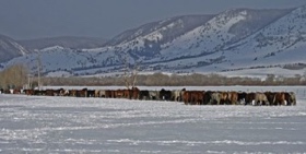 All lined up and enjoying their morning feeding on this calm winter day.